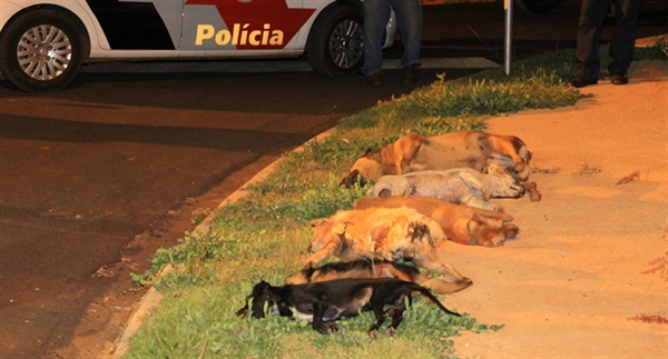 Homem é suspeito de  envenenar cão no Pozzobon 