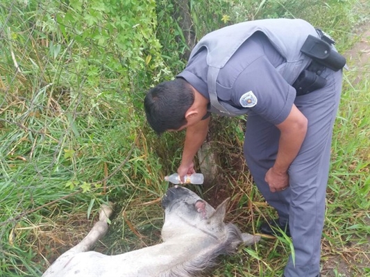 Cavalo estava em prédio abandonado com sinais de desidratação (Foto: Divulgação/Polícia Militar)