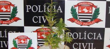 Menor cultivava maconha em casa