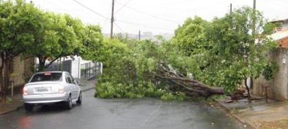Chuva e vendaval derrubam árvores pela cidade