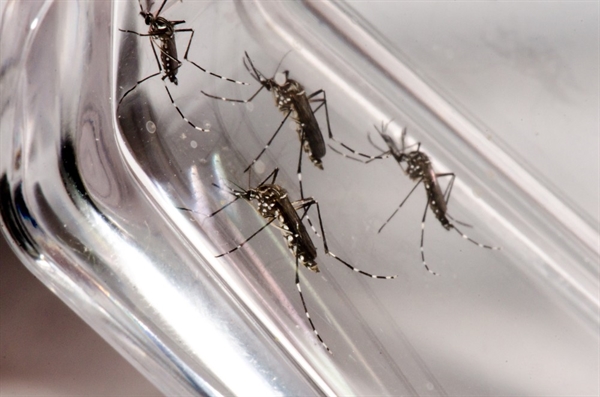 Aedes aegypti transmissor da dengue — Foto: Rodrigo Méxas e Raquel Portugal/Fundação Oswaldo Cruz/Divulgação