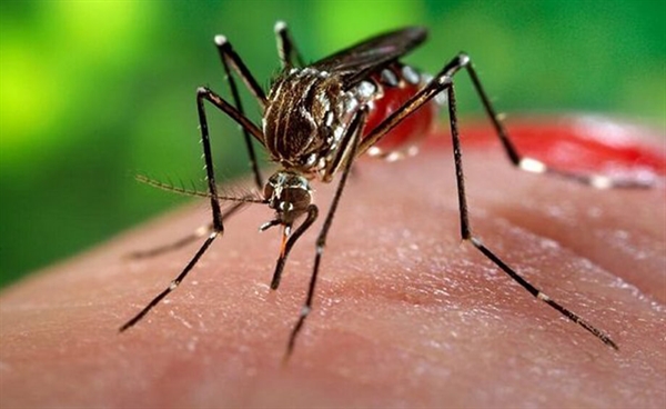 O primeiro caso de chikungunya foi registrado em Votuporanga no último mês (Foto: Reprodução internet)