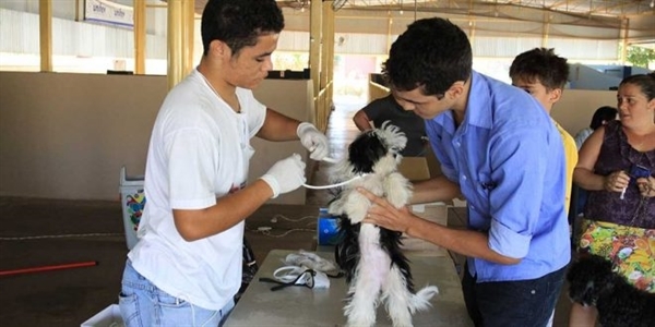 Uma das ações da Prefeitura para evitar a leishmaniose é fazer o encoleiramento de cães (Foto: Prefeitura de Votuporanga)