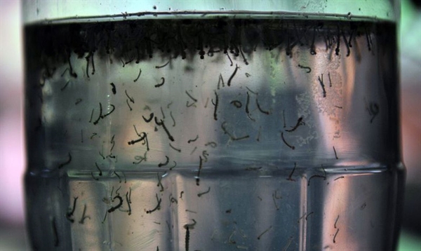 Mais de 1.700 casos de dengue já foram registrados em Votuporanga somente neste ano (Foto: Agência Brasil)