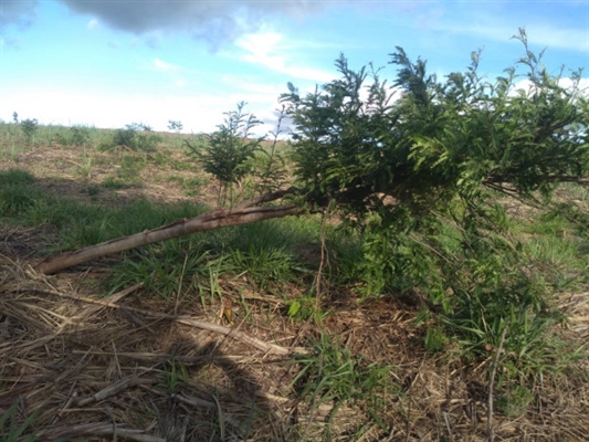 Foi constatado na fiscalização que algumas árvores foram arrancadas e a outras destruídas - (Foto: Divulgação)