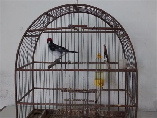 Pássaros estão na lista oficial de animais em extinção (Foto: Divulgação/Polícia Ambiental)