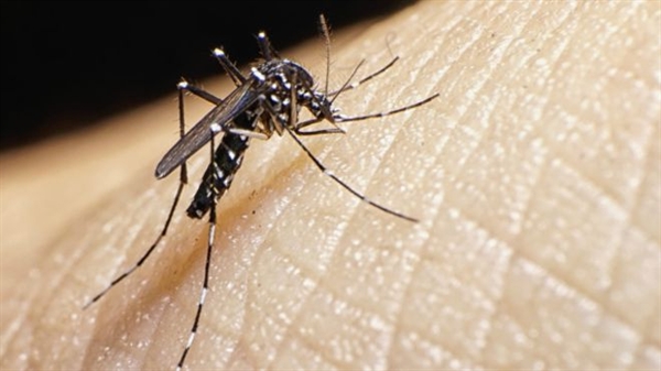 Araçatuba registra primeiro caso de vírus da zika no ano