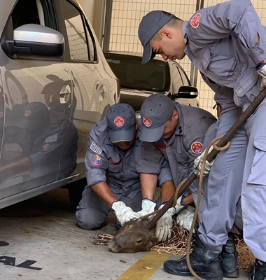 Bombeiros demoraram cerca de meia hora para tirar animal do local (Foto: Reprodução)