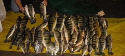 PM Ambiental apreende 40 quilos de peixe