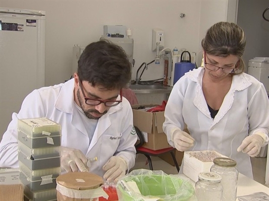 Laboratório de Rio Preto estuda o vírus da zika (Foto: Reprodução / TV TEM)
