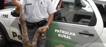 PM Ambiental encontra jibóia em casa da rua Javari
