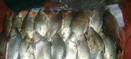 PM Ambiental apreende 14 quilos de peixes