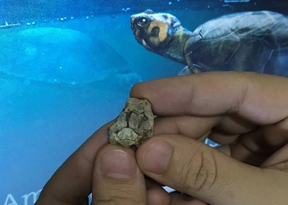 Fóssil que mede cerca de dois centímetros foi encontrado em um sítio da região de Ibirá (Foto: Divulgação/Angélica Fernandes)