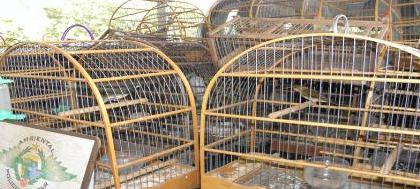 PM Ambiental apreende 25 aves em cativeiro