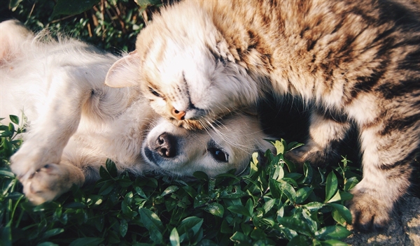 O programa prioriza a castração de fêmeas caninas e felinas, sem deixar de atender também os animais machos (Foto: Reprodução/Pixabay)