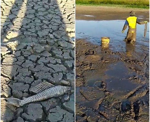 Moradores entraram na lama para resgatar peixes em Araçatuba (Foto: Arquivo Pessoal)