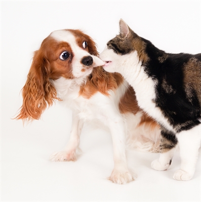 Programa irá priorizar a castração de fêmeas caninas e felinas (Foto: Reprodução/Prefeitura de Votuporanga)