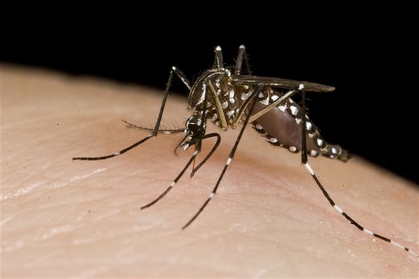 Esse foi o maior número de casos de dengue registrados em uma semana até o momento.