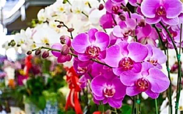 O evento é realizado pela Associação Votuporanguense de Orquidófilos (Foto: Reprodução)