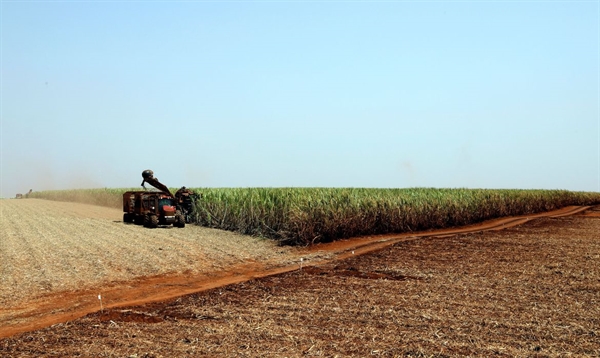Plantação de Soja - Agricultura (Foto: Reuters/Paulo Whitaker/Direitos Reservados) 