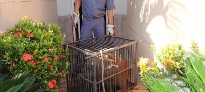 Capivara é capturada pelos bombeiros