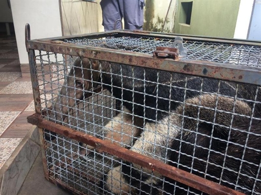 Animal foi resgatado sem ferimentos em Floreal (Foto: Arquivo pessoal)