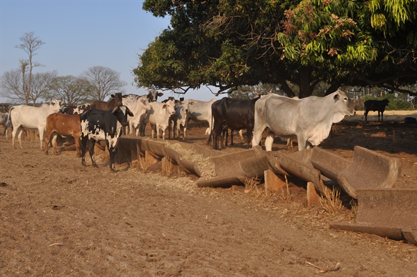Para lidar com o gado, é necessário manter a alimentação com rações ou sais proteinados (A Cidade)