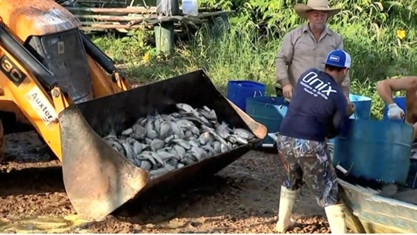 Peixes mortos são colocados em retroescavadeira em Sales — Foto: Reprodução/TV TEM
