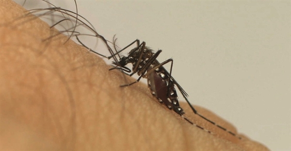 Aedes aegypti — Foto: Fiocruz/Divulgação