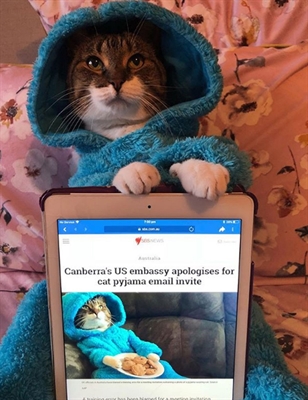 O gato Joey ao lado de reportagem sobre o caso (Foto: Instagram)