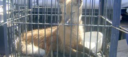 Lobo-guará é capturado em área urbana 
