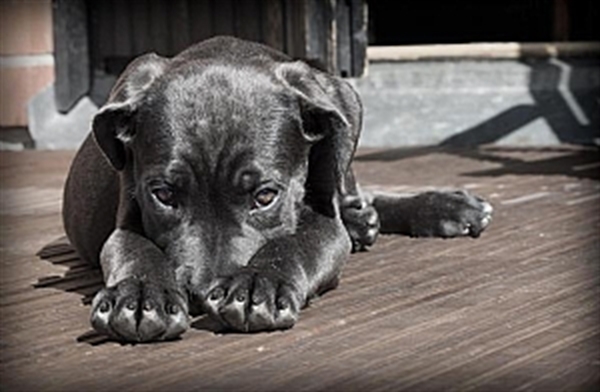 A ação faz parte do programa de proteção à vida animal implantado no Governo do Prefeito João Dado e segue a Lei Municipal criada pela Prefeitura (Foto: Prefeitura de Votuporanga)