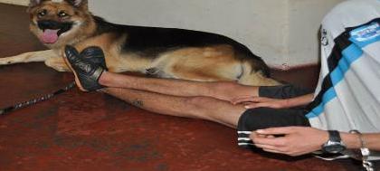 Rapaz é detido junto com cachorro após cometer furto