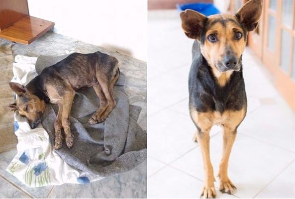 Depois de quase três meses de tratamento, Pandora agora é outra cadela (Foto: Bruna Bublitz/Arquivo Pessoal)