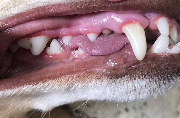 Limpeza dentária precisa ser realizada com cautela e com auxílio de um especialista veterinário em casos mais graves — Foto: Silvia Fonseca/Arquivo Pessoal