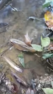 Atraso na notificação atrapalhou as investigações sobre a mortandade de peixes no rio São José dos Dourados  (Foto: Arquivo pessoal) 