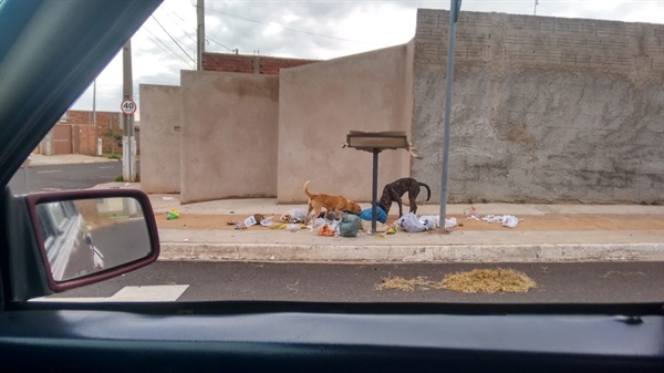 Morador registra o momento em que os animais esparramam lixo nas calçadas (Foto: Arquivo Pessoal)