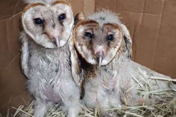 Filhotes de coruja suindara foram resgatados pela Polícia Ambiental de Catanduva (Foto: Divulgação/Prefeitura Municipal de Catanduva)