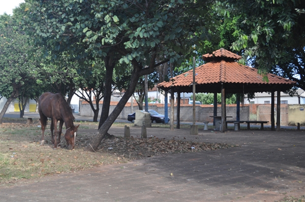 Moradores deixam cavalos em praças do município