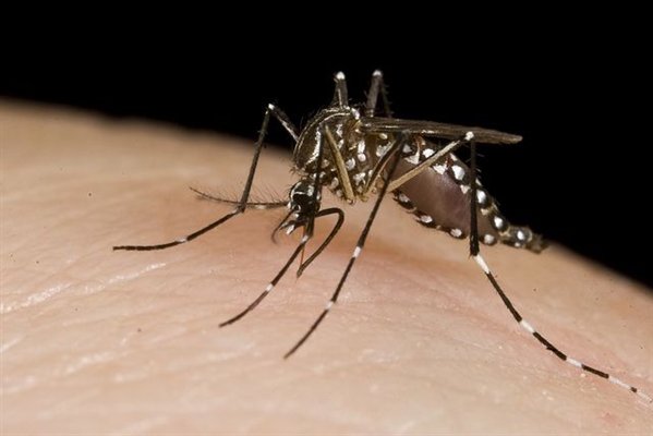 Nenhum caso de zika vírus foi registrado neste ano em Votuporanga (Foto: Department of Foreign Affairs, Flickr)