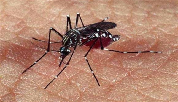 Homem morre com suspeita de dengue hemorrágica na região (Foto:SBT interior)