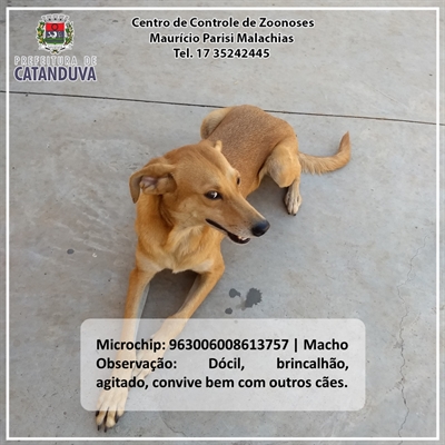  CCZ de Catanduva lança book animal para incentivar a adoção (Foto: Divulgação) 