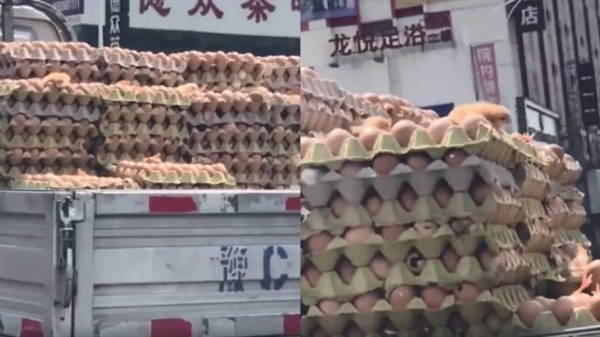 Pintinhos nascem de ovos que estavam sob o sol em caminhão (Foto: Reprodução)