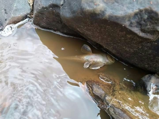  Peixe morto no Rio São José dos Dourados após despejo de vinhaça (Foto: Reprodução/Internet)