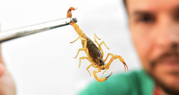 O Ministério da Saúde não recomenda o uso de produtos químicos como pesticidas para o controle de escorpiões (Foto: Divulgação/Ministério da Saúde)