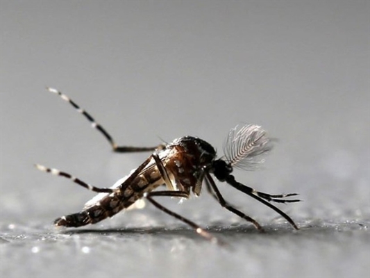 Mosquito Aedes aegypti é transmissor da dengue (Foto: Paulo Whitaker/Reuters)