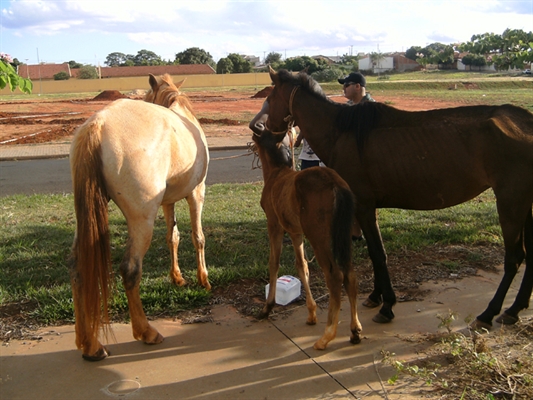 Três cavalos são recolhidos no Jardim Marin