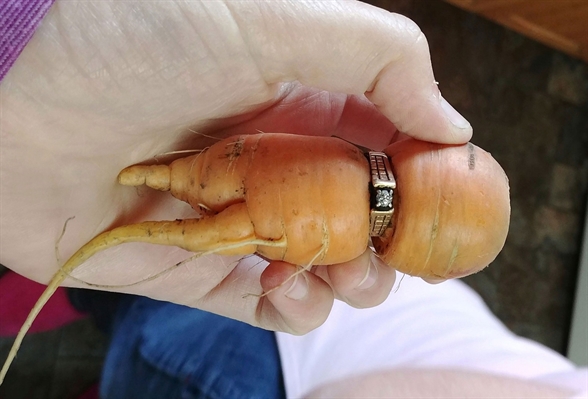 Mulher reencontra anel de noivado em cenoura após 13 anos