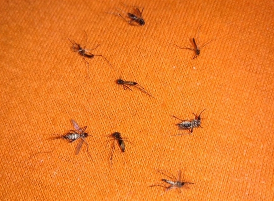 O A Cidade registrou a reclamação da moradora que já tinha pegado dengue por três vezes; no dia seguinte a Prefeitura a procurou (Foto: Redes sociais)