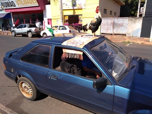 Galo de estimação gosta de passear de carro nas ruas de Castilho (SP) (Foto: Eduardo Monteiro/TV TEM)